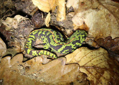 IMG_0958 Marmersalamander (Triturus marmoratus).JPG