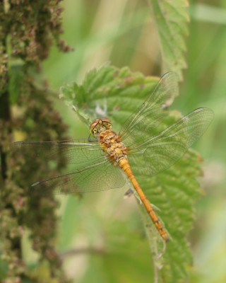 IMG_4166 Bruinrode heidelibel.JPG