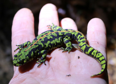 IMG_0959 Marmersalamander (Triturus marmoratus).JPG