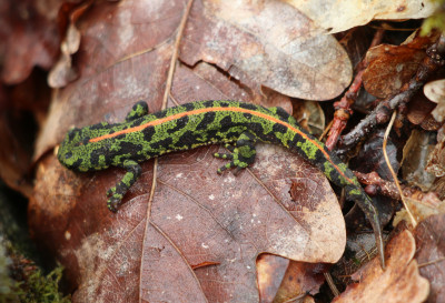 IMG_1247IMG_1237 Marmersalamander (Triturus marmoratus).JPG