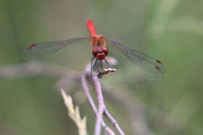 IMG_5230 Bloedrode heidelibel.JPG