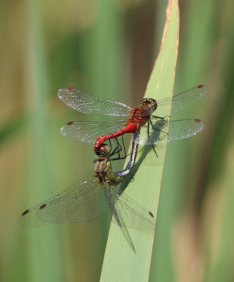 IMG_4806 Bloedrode heidelibel.JPG