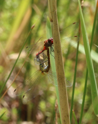 IMG_4770 Bloedrode heidelibel.JPG