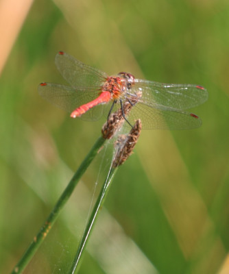 IMG_3997 Bloedrode heidelibel.JPG