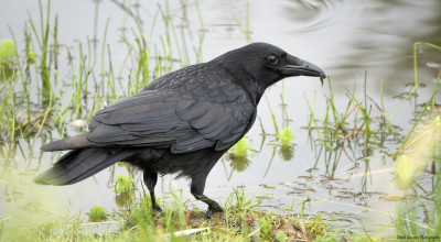 Zwarte Kraai  Heerlerbaan 6 juni '21.