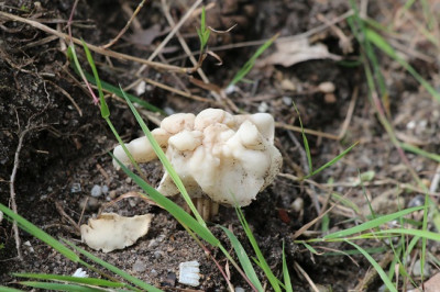 134679430_1 Witte kluifzwam.jpg