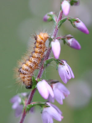 IMG_4931-2 rups Zuringuil rups.jpg