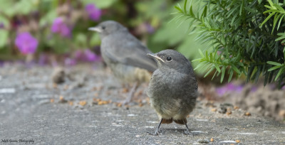 Zwarte roodstaart  Heerlerbaan  9 juni '21