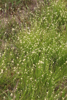 IMG_5258 Witte snavelbies (Rhynchospora alba).JPG