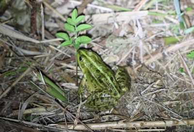 IMG_7793-2 Groene kikker (Rana esculenta synklepton).jpg