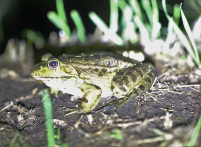 IMG_7799-2 Groene kikker (Rana esculenta synklepton).jpg