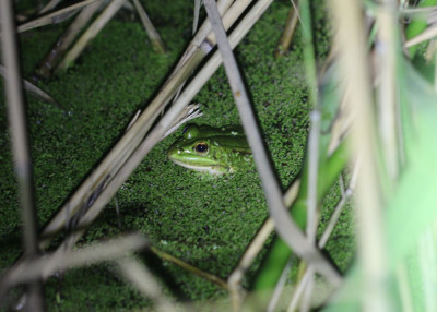 IMG_7804-2 Groene kikker (Rana esculenta synklepton).jpg