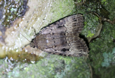 IMG_7807-2 Piramidevlinder (Amphipyra pyramidea) os Schijn-piramidevlinder (A. berbera).jpg