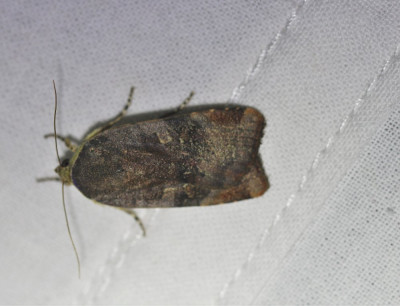 IMG_8155-2 Open-breedbandhuismoeder (Noctua janthe) of Kleine breedbandhuismoeder (N. janthina).jpg