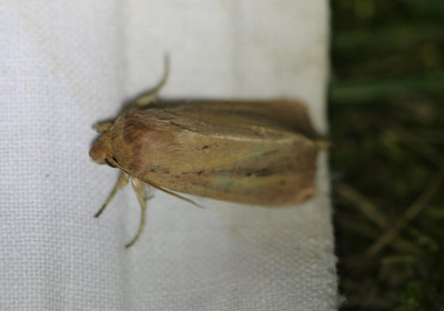 IMG_7974-2 Egelskopboorder (Globia sparganii).jpg