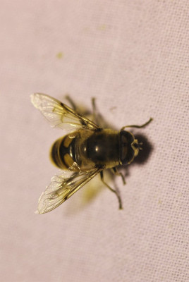 IMG_8008-2 Bosbijvlieg (Eristalis horticola).jpg