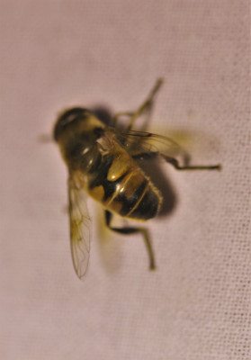 IMG_8007-2 Bosbijvlieg (Eristalis horticola).jpg