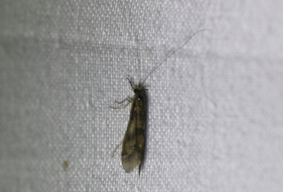 IMG_8087-2 Mystacides longicornus.jpg