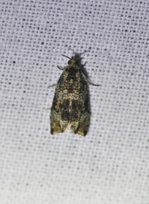 IMG_8175-2 Brandnetelbladroller (Celypha lacunana).jpg