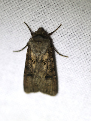 IMG_7900-2 Gewone velduil (Agrotis segetum).jpg