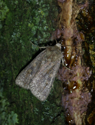 IMG_6437 Vierkantvlekuil (Xestia xanthographa).JPG