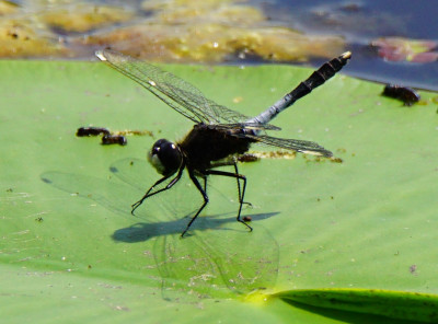 Sierlijke witsnuitlibellen (Leucorrhinia caudalis)