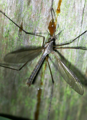 IMG_6131b Kool-langpootmug (Tipula oleracea ).jpg