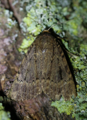 IMG_6203 Piramidevlinder (Amphipyra pyramidea).JPG