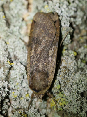 IMG_6536 Huismoeder (Noctua pronuba).JPG