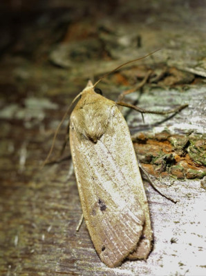 IMG_6498b Huismoeder (Noctua pronuba).JPG