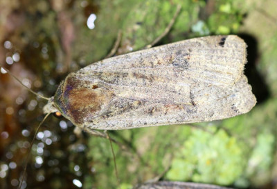 IMG_6192 Huismoeder (Noctua pronuba).JPG