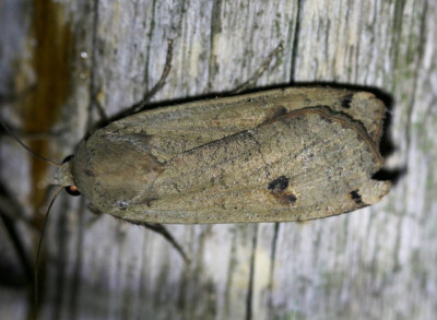 IMG_6168 Huismoeder (Noctua pronuba).JPG