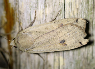 IMG_6170 Huismoeder (Noctua pronuba).JPG