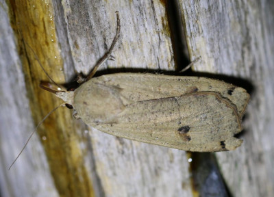 IMG_6435 Huismoeder (Noctua pronuba).JPG