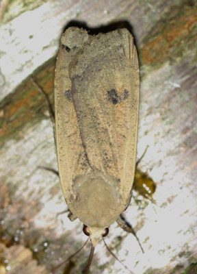 IMG_6243b Huismoeder (Noctua pronuba).jpg