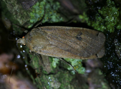 IMG_6446b Huismoeder (Noctua pronuba).jpg