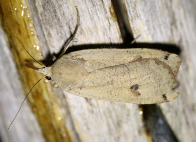 IMG_6433 Huismoeder (Noctua pronuba).JPG