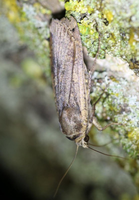 IMG_6279 Huismoeder (Noctua pronuba).JPG