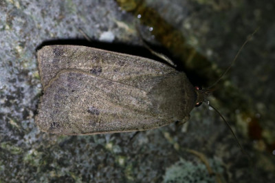 IMG_6140 Huismoeder (Noctua pronuba).JPG