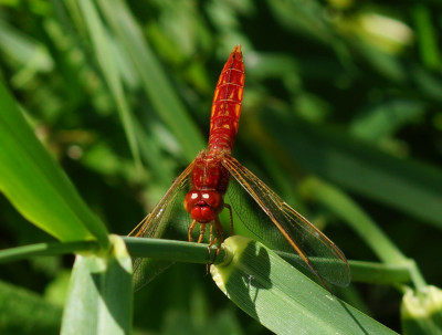 Crocothemis erythraea