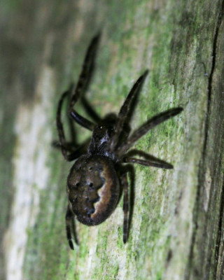 IMG_6179b Platte wielwebspin (Nuctenea umbratica).jpg