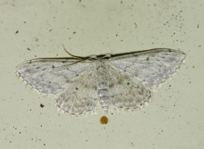 IMG_6292 Paardenbloemspanner (Idaea seriata).JPG