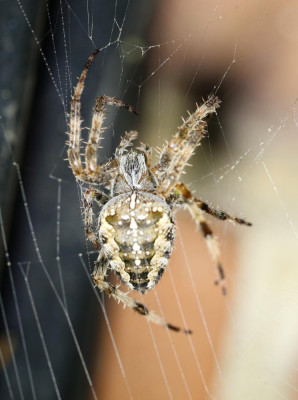 IMG_6308 Kruisspin ( Kruisspin (Araneus diadematus)).JPG