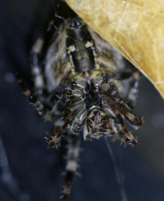 IMG_6561 Kruisspin ( Kruisspin (Araneus diadematus)).JPG