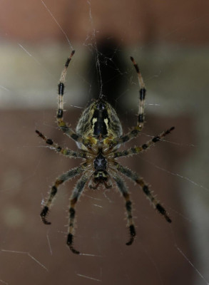 IMG_6305 Kruisspin ( Kruisspin (Araneus diadematus)).JPG