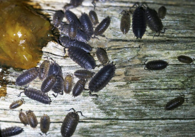 IMG_6122b Ruwe pissebedden (Porcellio scaber).jpg