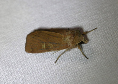 IMG_6887 Gele lis-boorder (Helotropha leucostigma).JPG