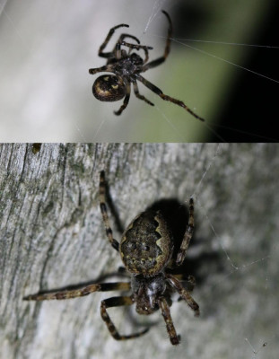 IMG_6754 Platte wielwebspin (Nuctenea umbratica).JPG