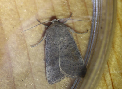 IMG_6853 Egale stofuil (Hoplodrina blanda).JPG