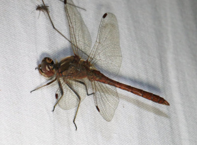 IMG_6975 Steenrode heidelibel (Sympetrum vulgatum).JPG